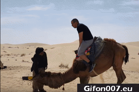 camel-fall-desert.gif