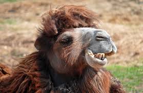 Camel.jpeg