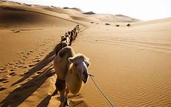 Camel.jpg