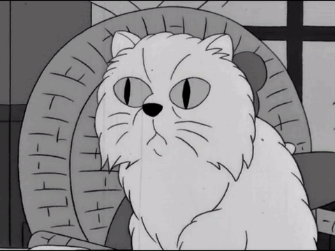 cat.gif