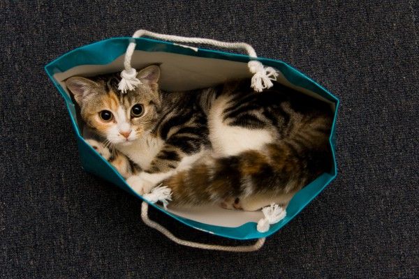 catinabag.jpg