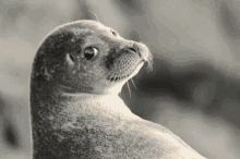 deal-with-it-seal-with-it.gif