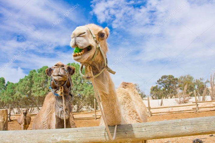 depositphotos_13360743-stock-photo-funny-camels.jpg