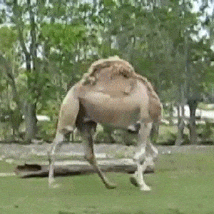 dtMJ_4.gif
