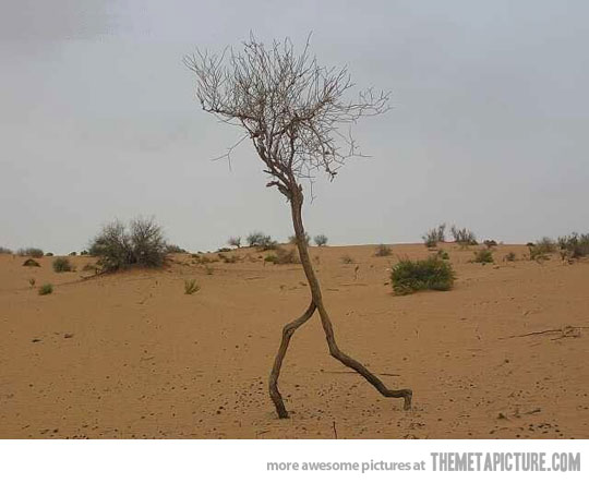funny-tree-running-desert.jpg