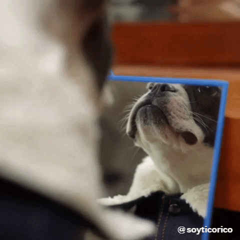 giphy (3).gif