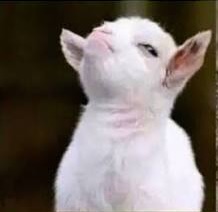 goat2.jpg