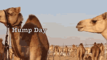 hump.gif