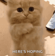 please-cat.gif