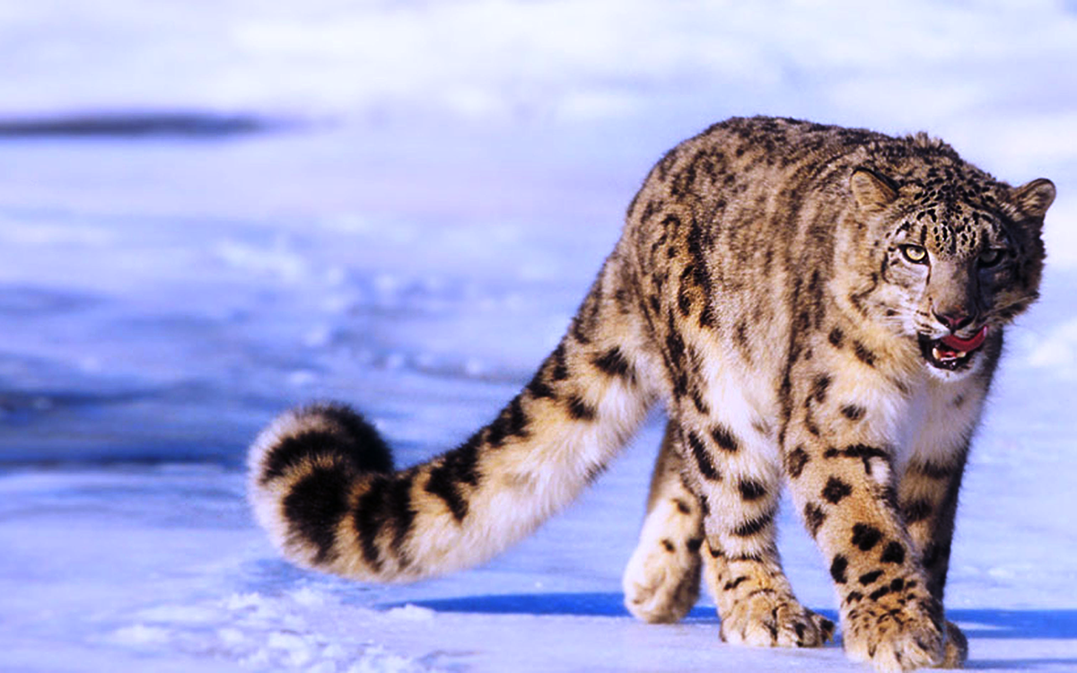 snow-leopard-wild.png