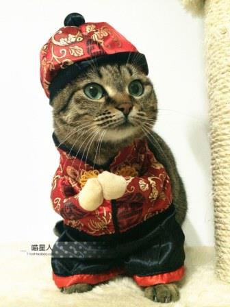 whimsy-Free-shipping-so-funny-Chinese-style-Happy-New-Year-Pet-cat-dog-Dress-suit-clothes.jpg