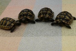 tortoises 004.jpg