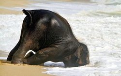 Cute-Baby-Elephant-Pictures-7-500x314.jpg