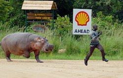 Hippo-running-funny.jpg