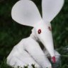 fingerbobmouse