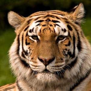 Black Belt me? no yet!