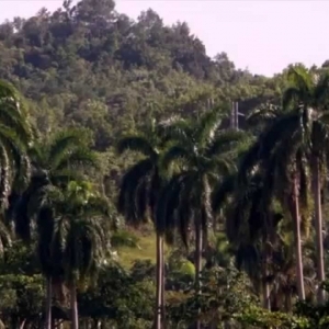 The Accidental Eden Nature - Cuba , Documentary - YouTube