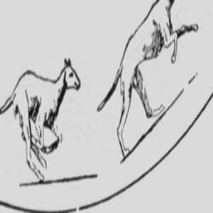 512pxDescriptive Zoopraxography Greyhound Galloping Animated 12