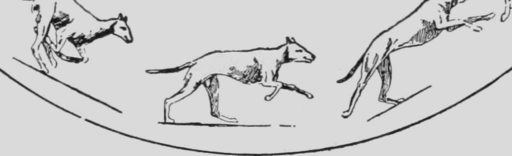 512pxDescriptive Zoopraxography Greyhound Galloping Animated 12