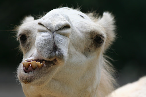 camel.png