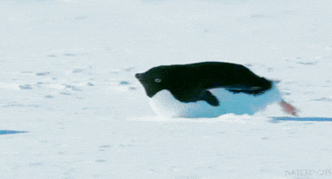 fat absolute unit GIF