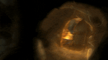 gold candle GIF