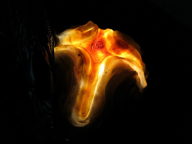 5485577553_d985d68ba8_z_d.jpg