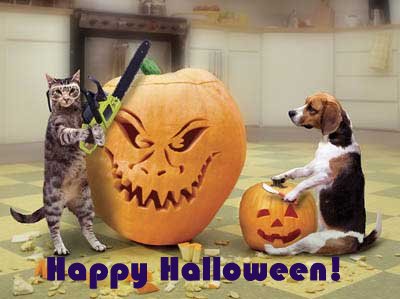 frases-mensagens-imagens-Halloween-humor-Halloween-animais-tudonainternetblog.jpg
