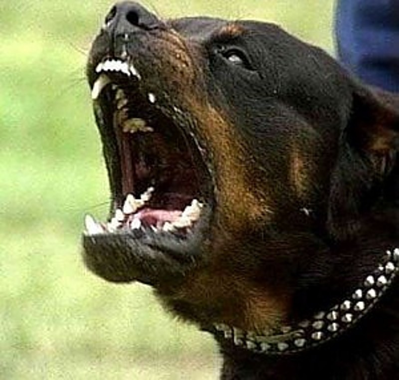 bite+force.jpg