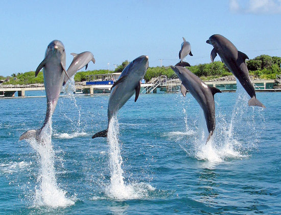 a-dolphin-greeting-on.jpg
