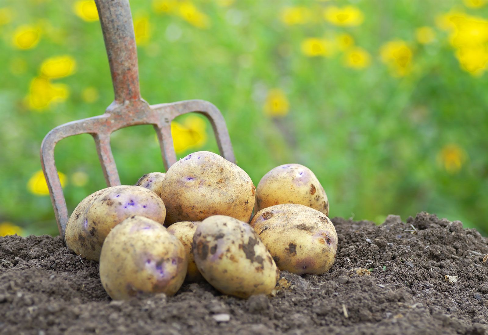 potatoes.jpg