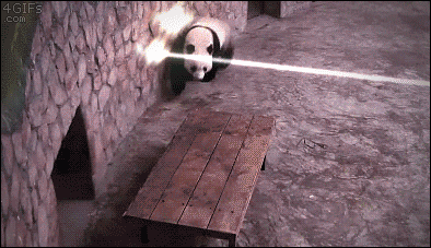 06-funny-gifs-129-panda-rolling-laser.gif