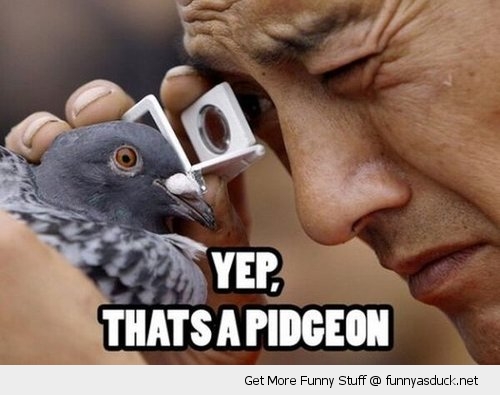 funny-man-looking-at-pigeon-yup-pics.jpg
