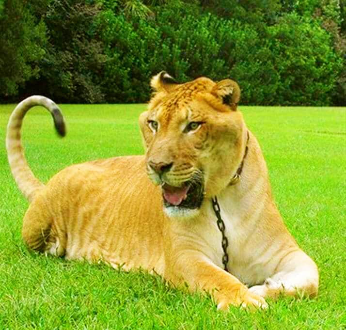 liger-hybrid-cross-breeding-lion-tigress.jpg