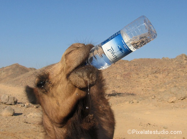 funny-camel-photo-17.jpg