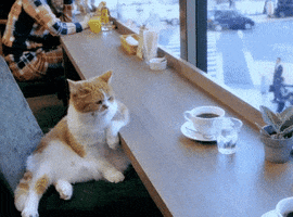 Coffee Shop Cat GIF