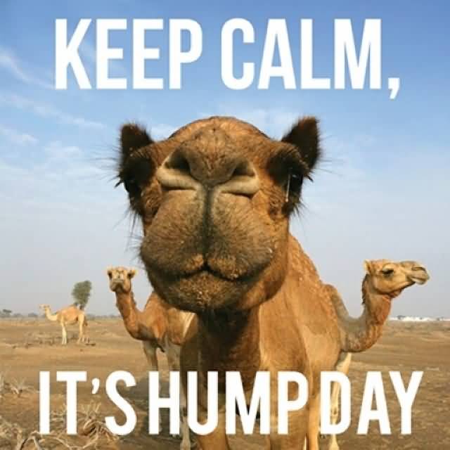 Keep-Calm-Its-Hump-Day-Camel-Picture.jpg
