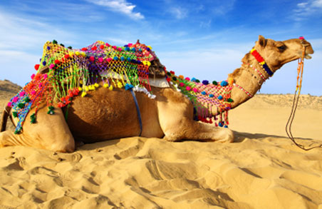 bikaner-camel-fest1.jpg